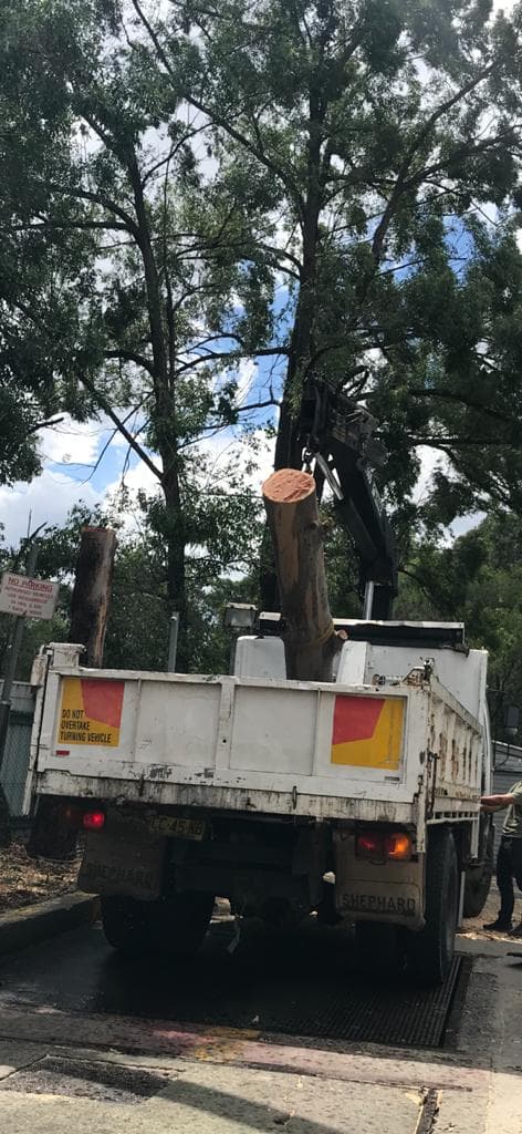 Arborist operating a chainsaw during mid-section removal of a dead eucalyptus