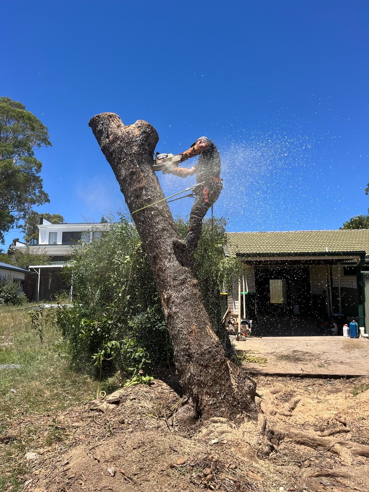 Dead eucalyptus being sectionally dismantled with sawdust plume during cut