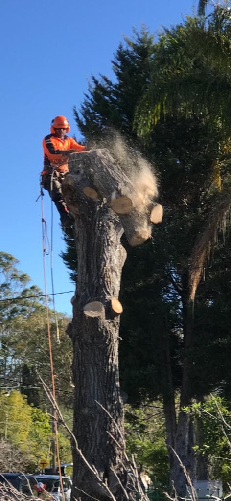 Arborist at the top of a stripped eucalyptus trunk chainsawing a cut during sectional removal