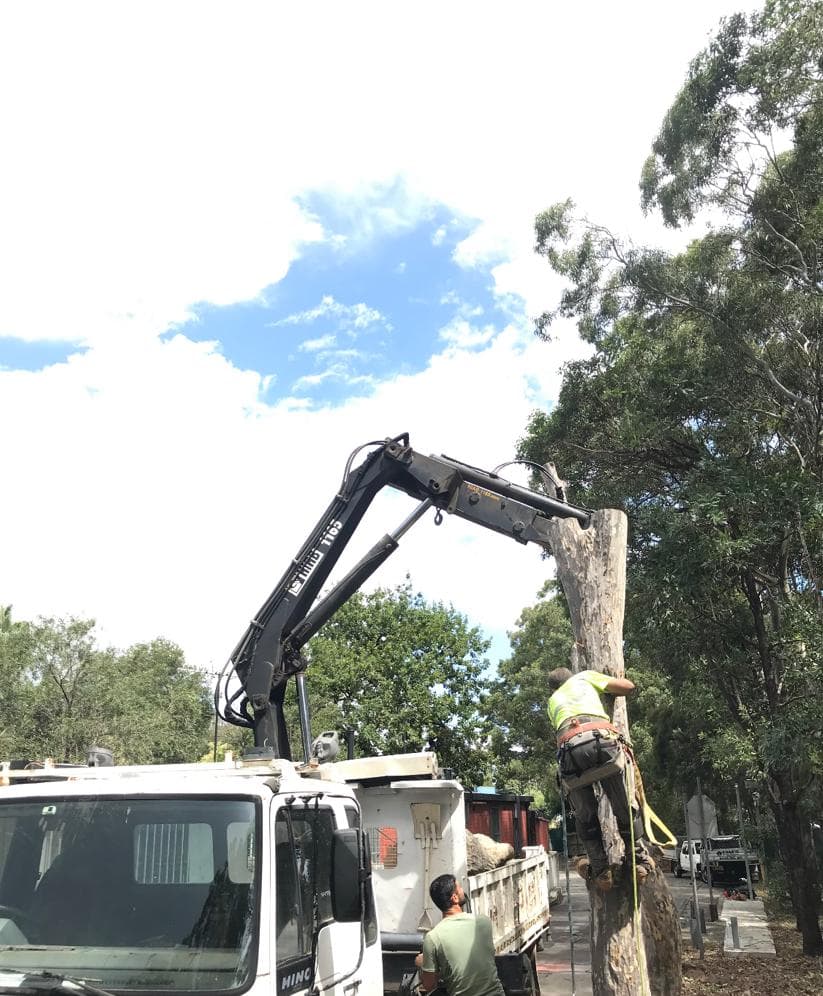 Eucalyptus trunk section falling under controlled rigging during sectional removal