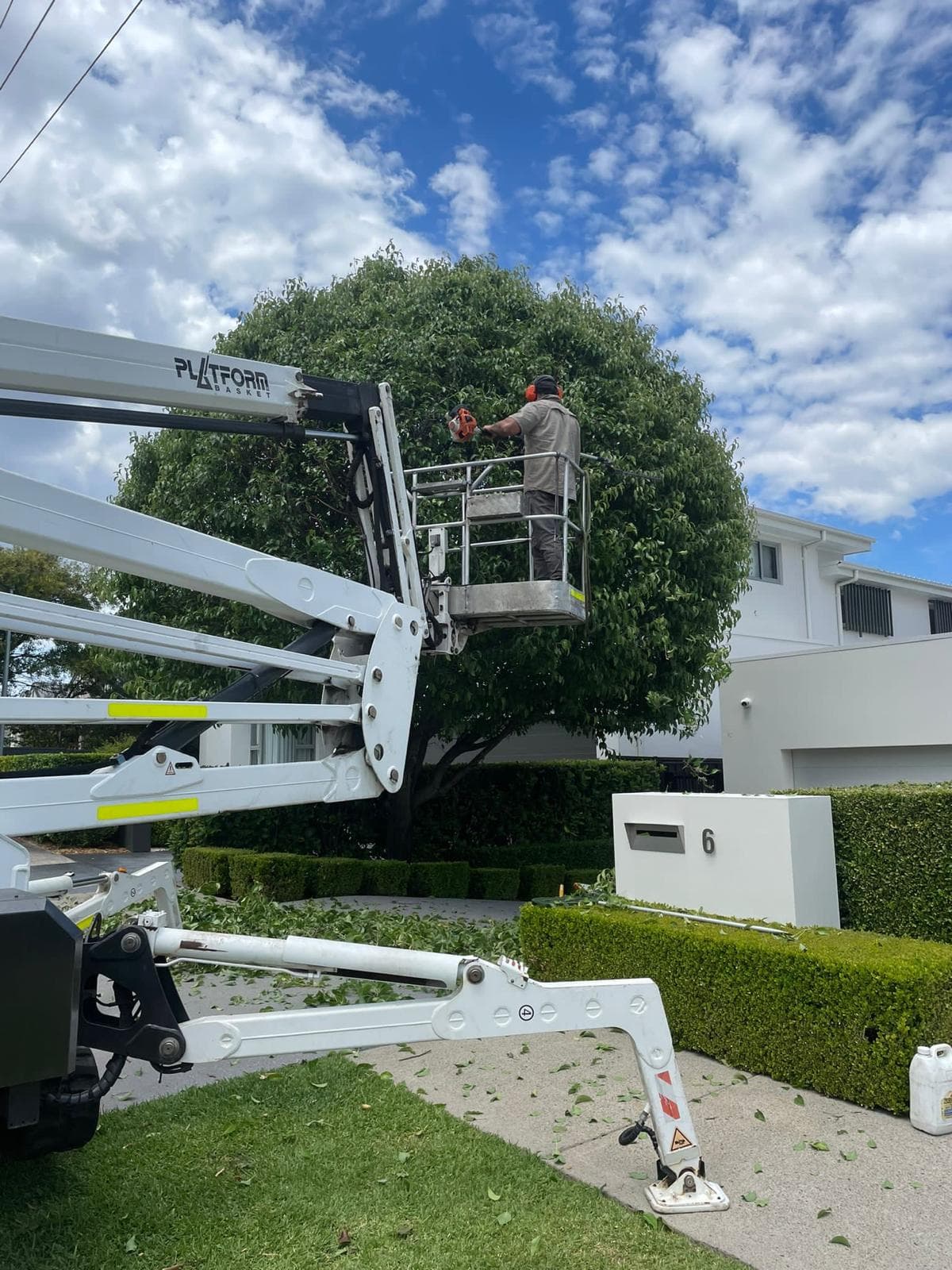 Arborist pruning a large ficus canopy from a spider lift basket at a modern commercial property