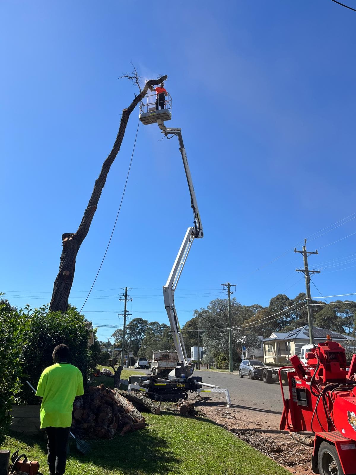 Tracked spider lift dismantling a dead gum on a suburban commercial street