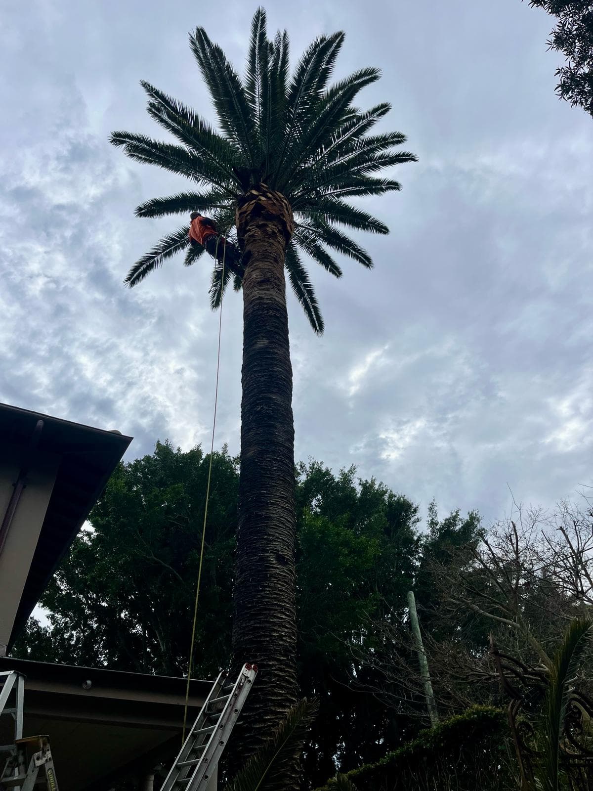 Arborist climbing a tall Canary Island date palm for sectional removal in a North Shore backyard