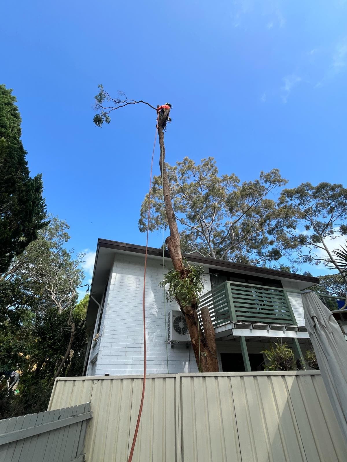 Palm trunk after crown removal during sectional dismantling