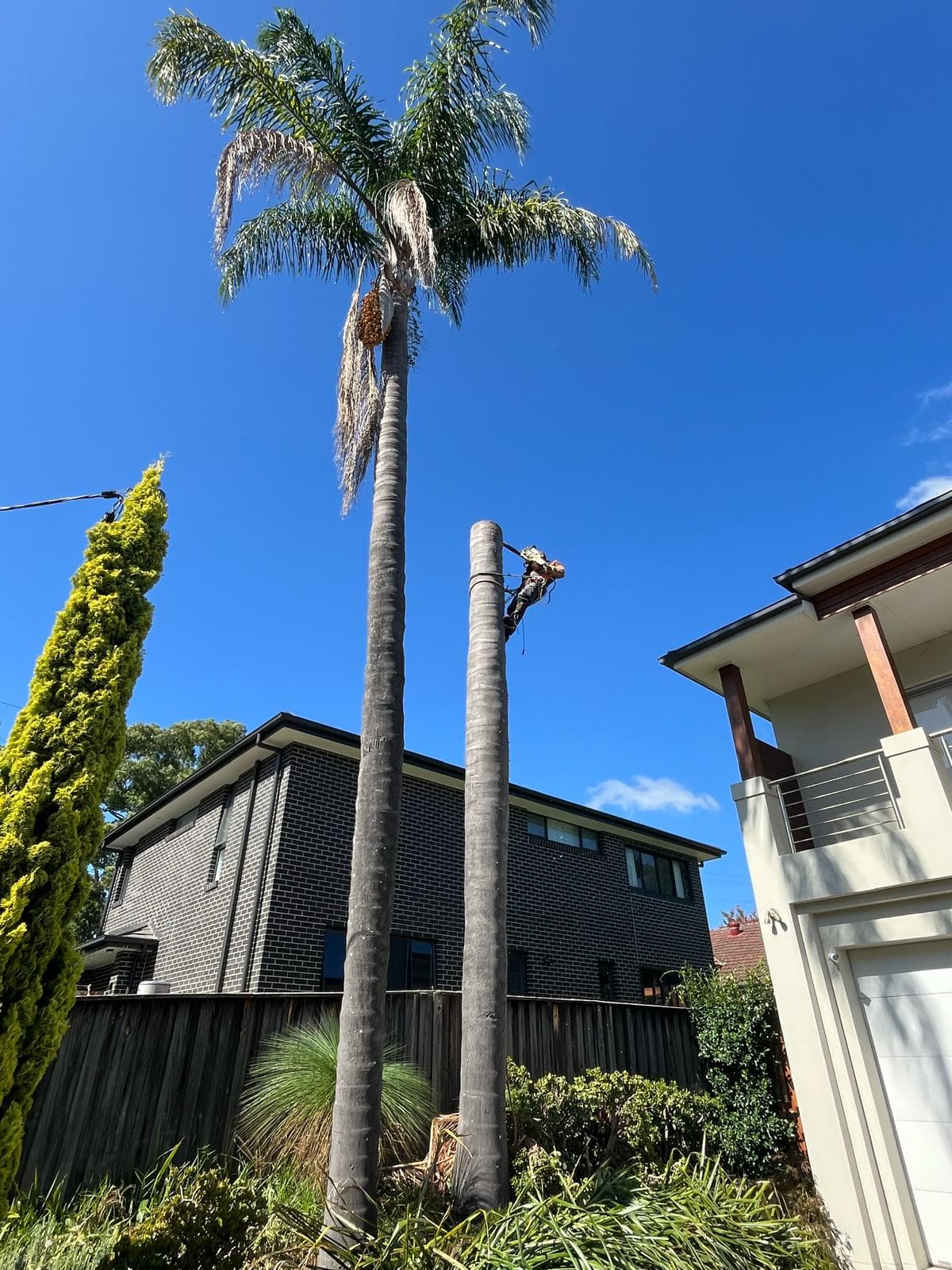 Two tall cocos palms with arborist climbing the second trunk during sequential removal