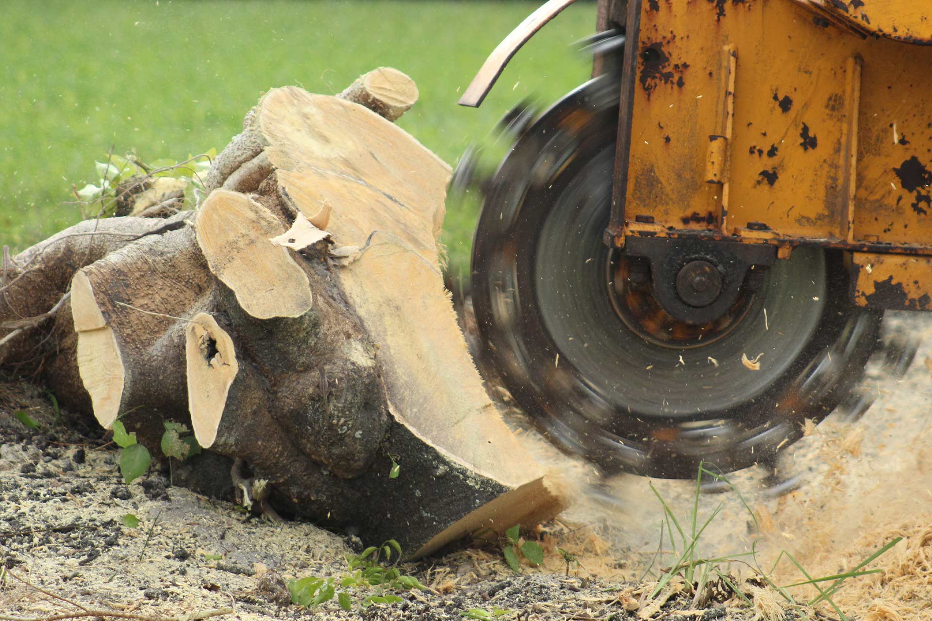 Stump grinder cutting below grade through a large tree stump with fresh wood chips
