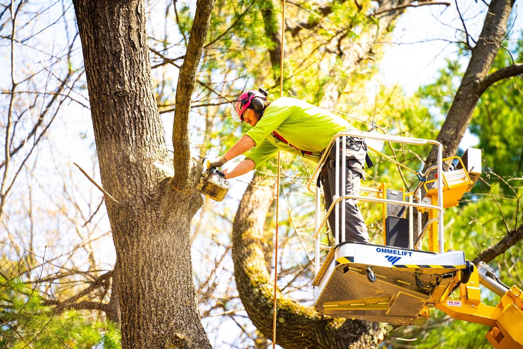Tree lopping branches being processed through a wood chipper on a Sydney job