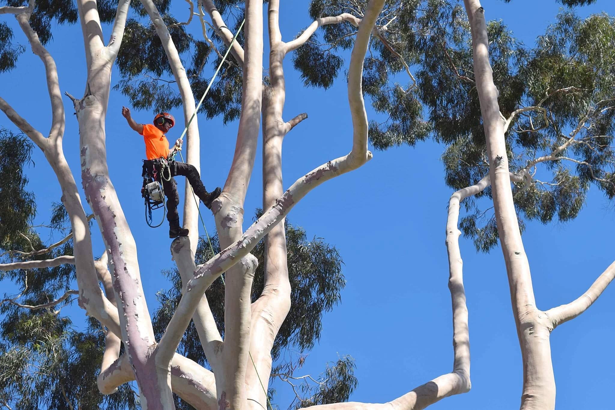 Arborist pruning a mature eucalyptus canopy from climbing ropes in Sydney