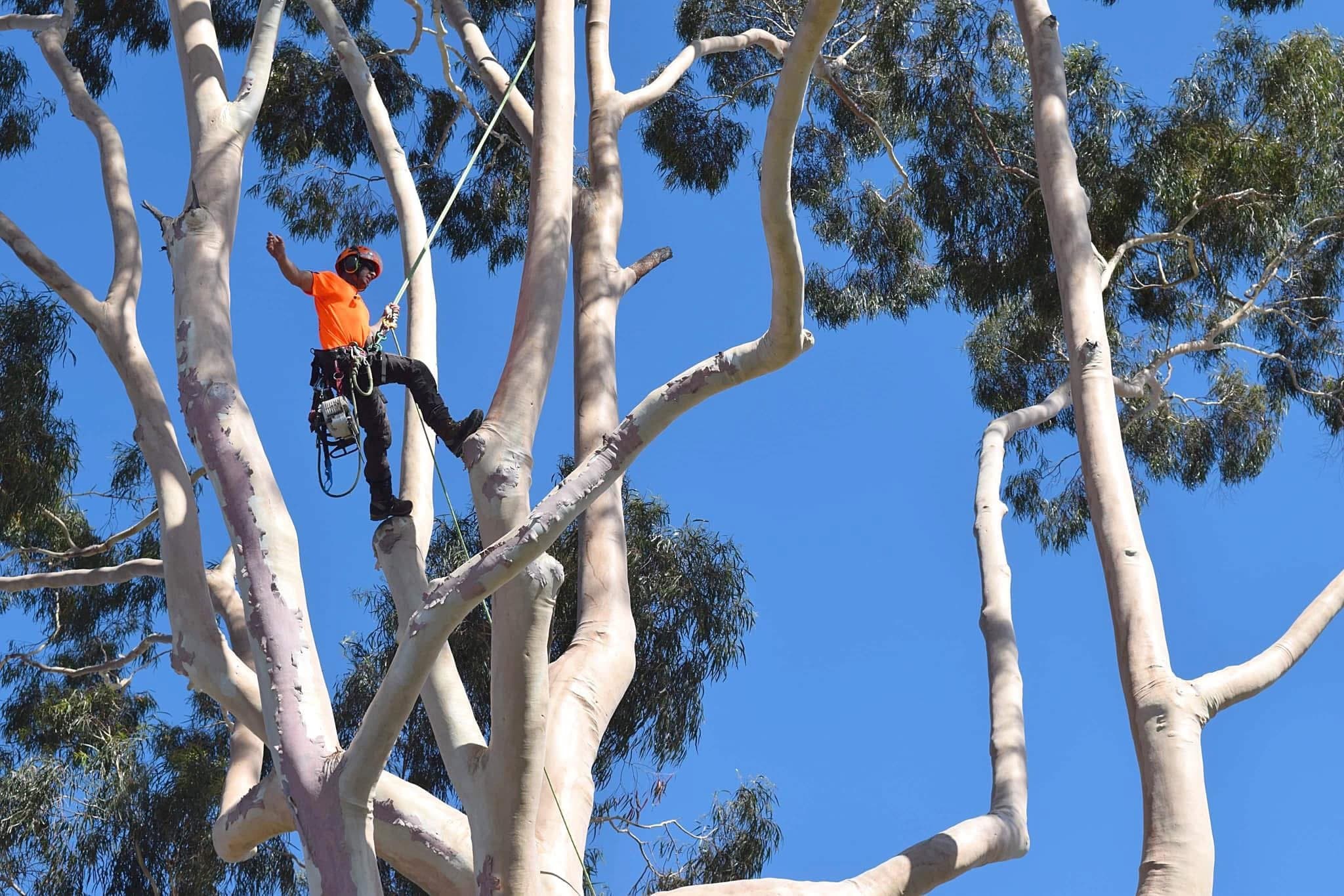 Arborist pruning a mature eucalyptus canopy from climbing ropes in Sydney