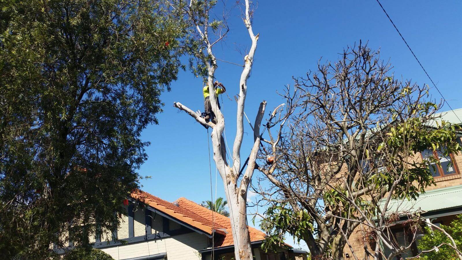 Arborist pruning a tall eucalyptus beside a residential roofline