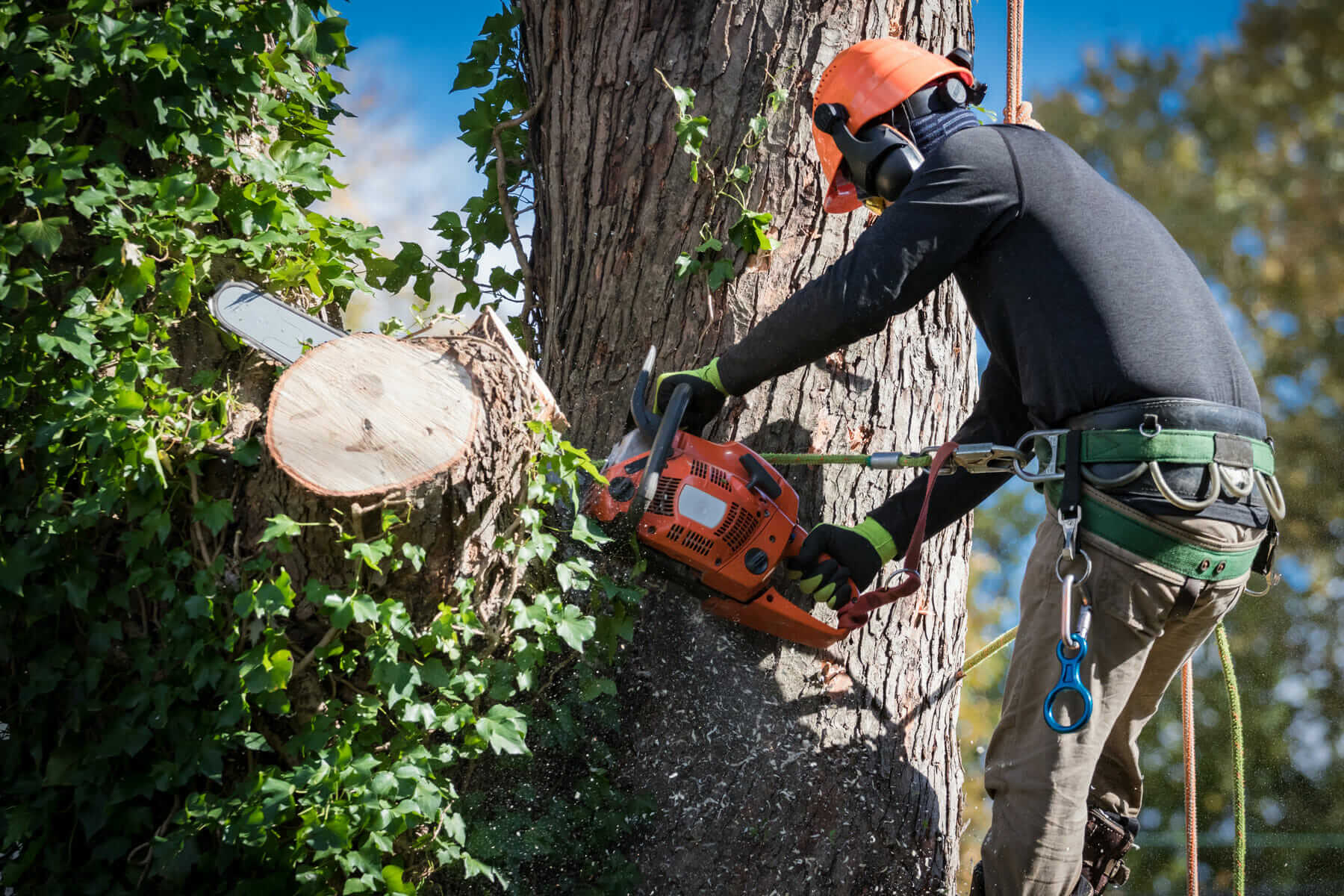Climbing arborist using a chainsaw to section a large eucalyptus trunk in Sydney