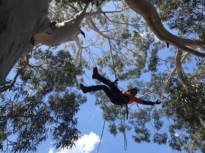 Arborist climbing through a eucalyptus canopy for residential tree removal in Sydney