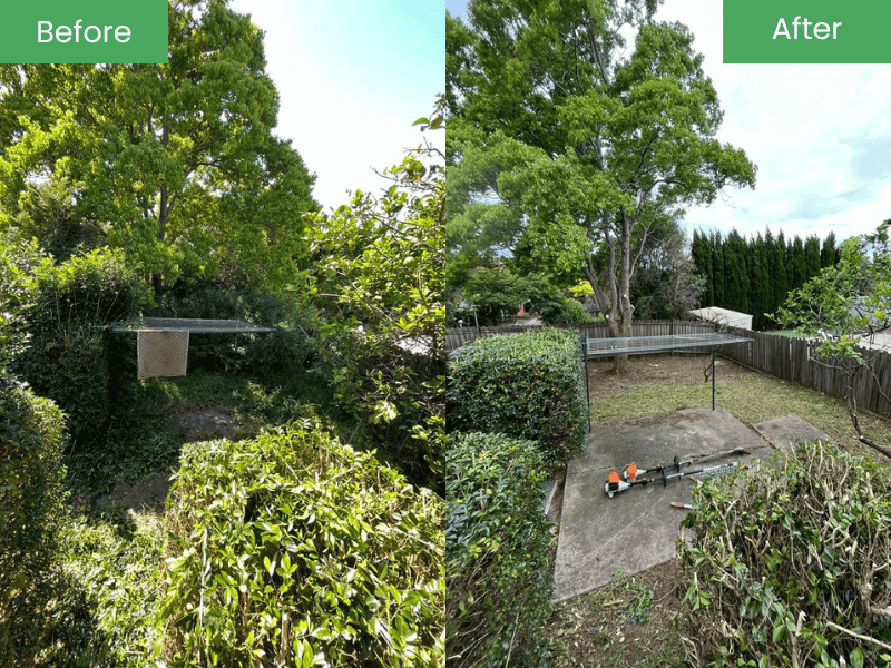 Tree Lopping In Sydney Before & After 1