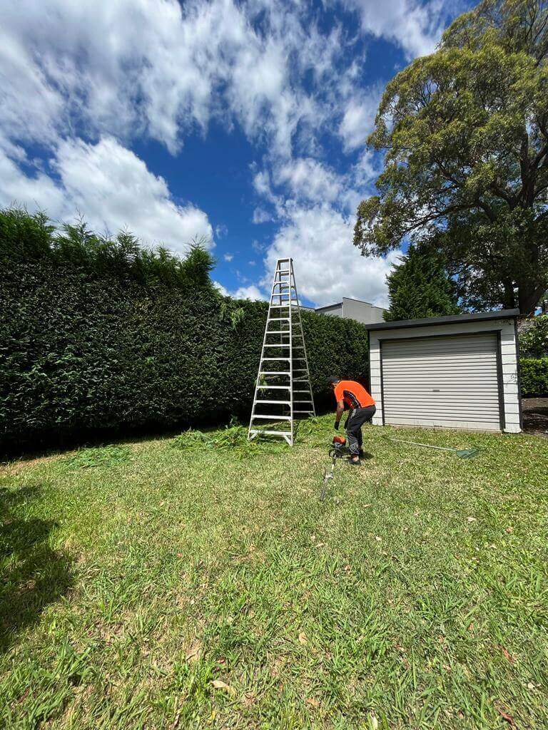Hedging Tree Lopping In Sydney 1