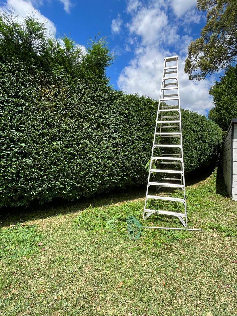 Hedging Tree Lopping In Sydney 2