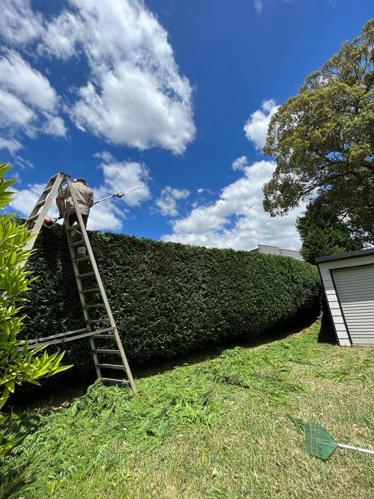Hedging Tree Lopping In Sydney 5