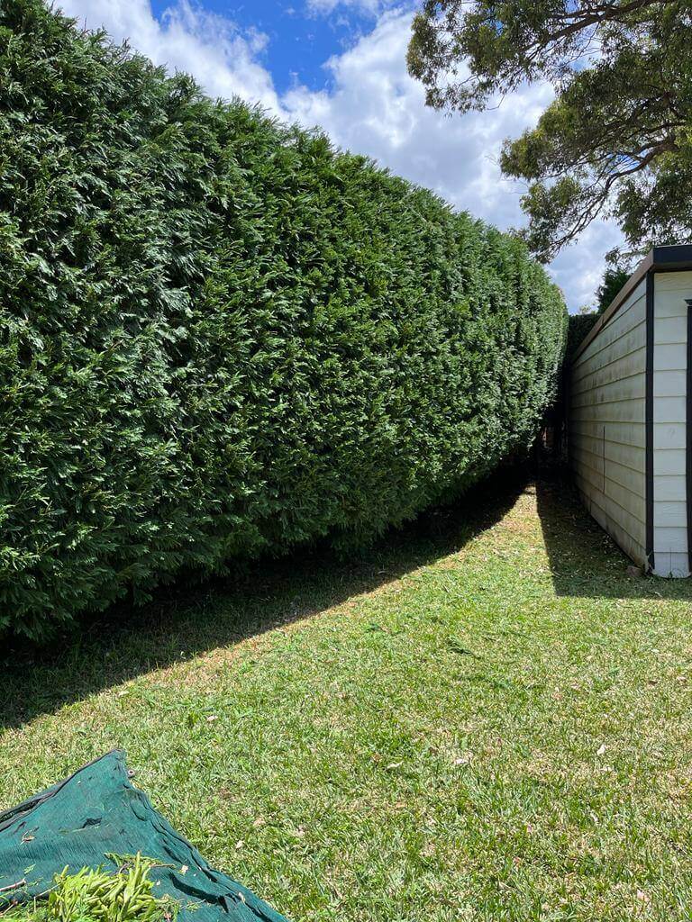 Hedging Tree Lopping In Sydney 6