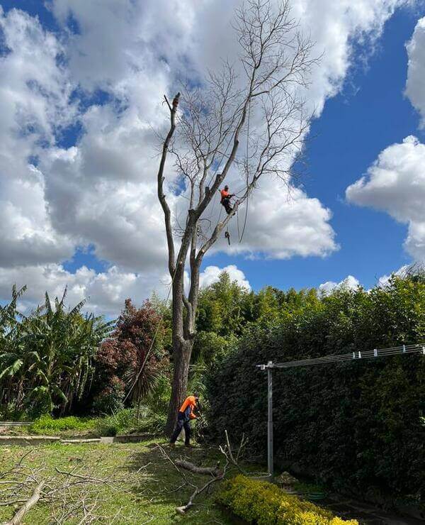 Tree Lopping In Sydney 47