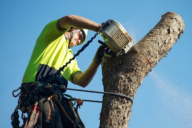 Cheap tree lopping and removal services Sydney