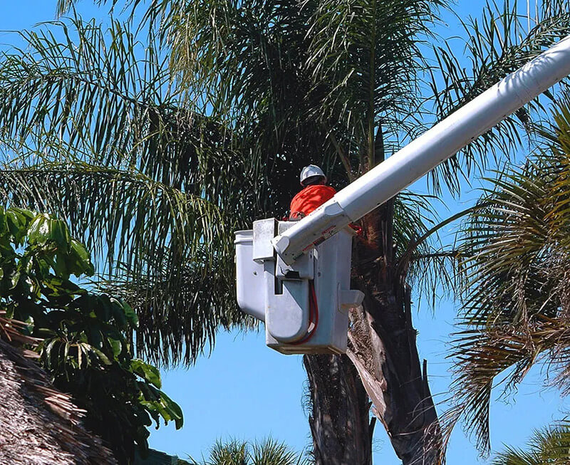 Cost to cut down palm tree Sydney
