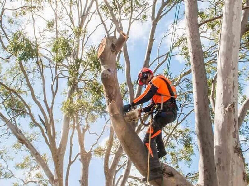 Cost of professional tree removal services Sydney