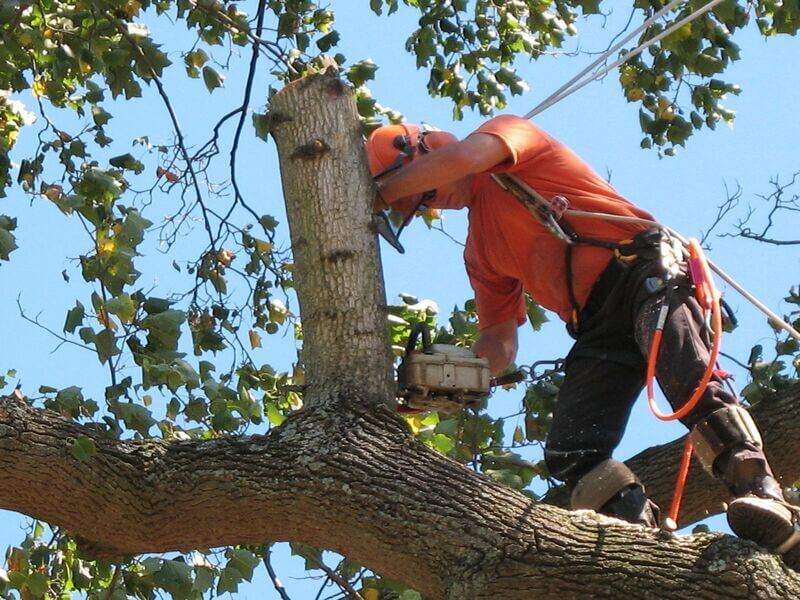 Tree trimming and stump removal cost Sydney