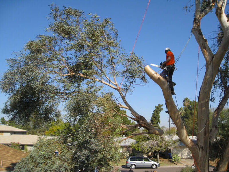 Professional tree lopping services Sydney