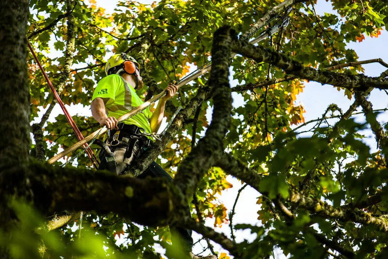 Cheap tree pruning and lopping services Sydney