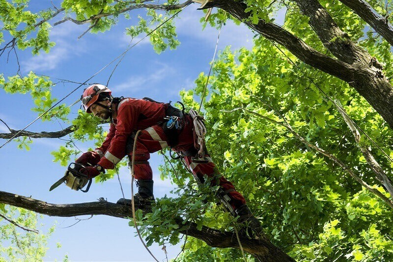 Why choose a professional tree pruning service Sydney?