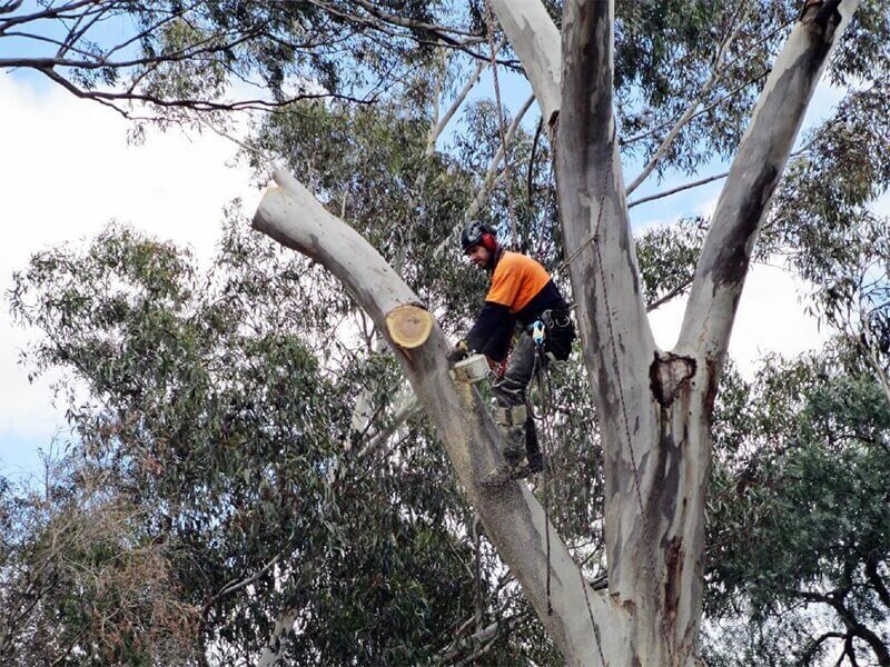 Tree trimming & pruning experts Sydney