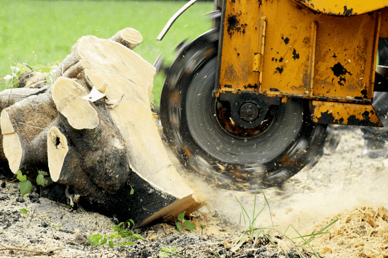 Stump Grinder Removing Stump