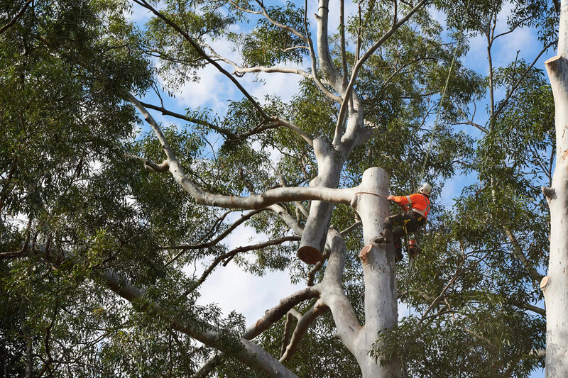 Council approval for tree removal & lopping Sydney