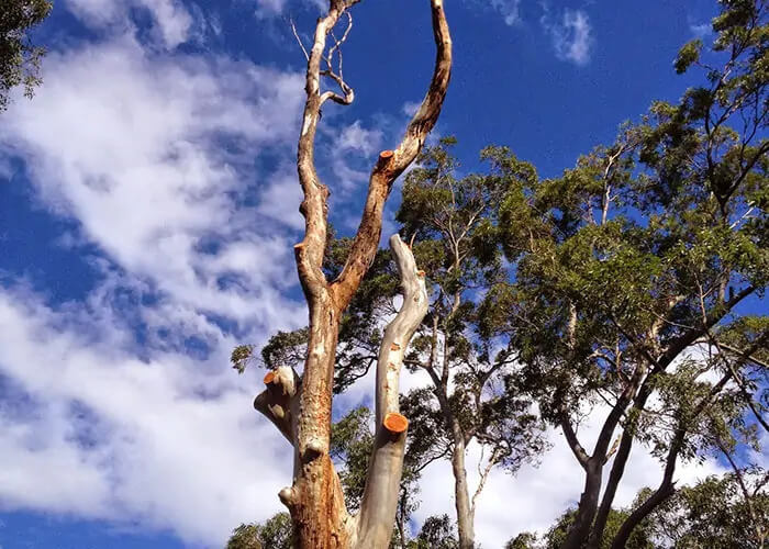 Tree removal permit application process Sydney