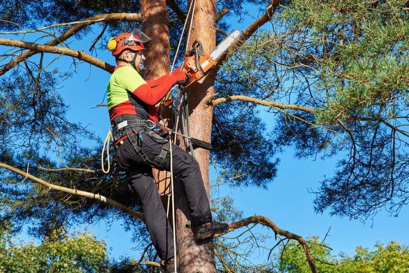 Average cost of tree removal permit Sydney