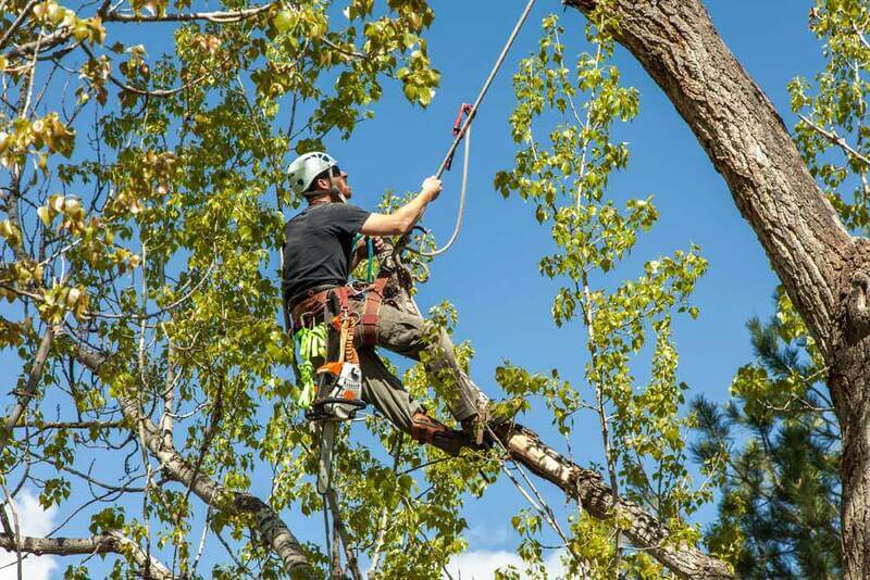 Tree removal permit compliance requirements Sydney