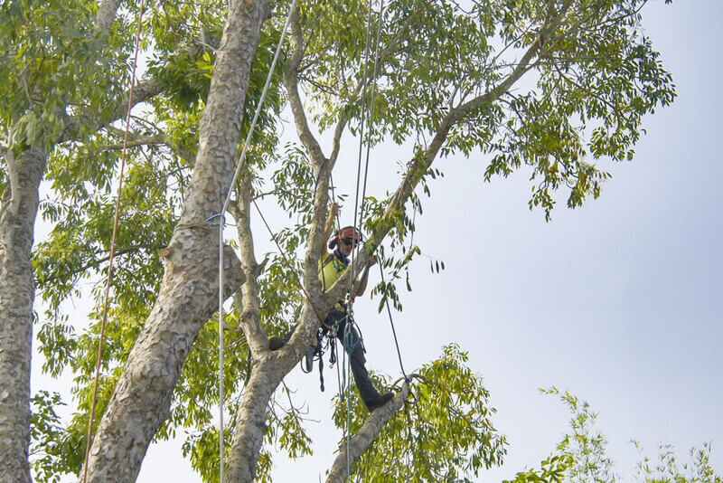 Understanding tree removal laws in Sydney