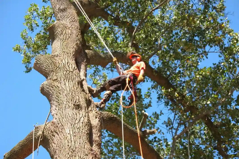 Expert assistance with tree removal permits Sydney