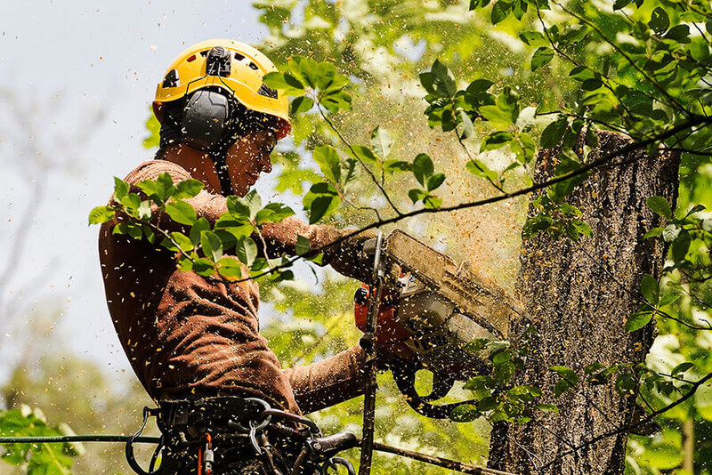 Affordable tree removal and lopping services Sydney