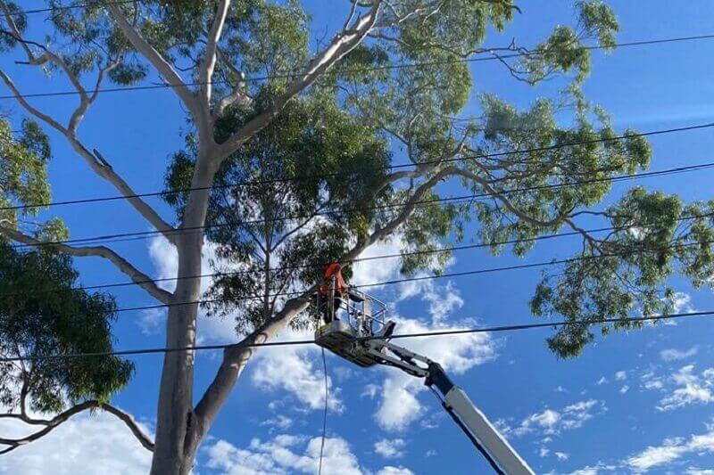 Emergency Tree Removal In Sydney