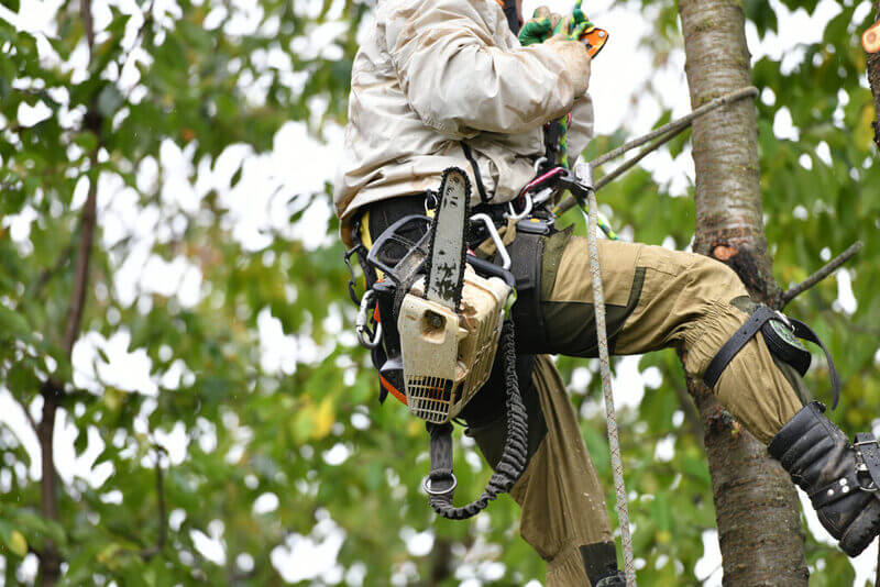 Professional tree removal services Sydney