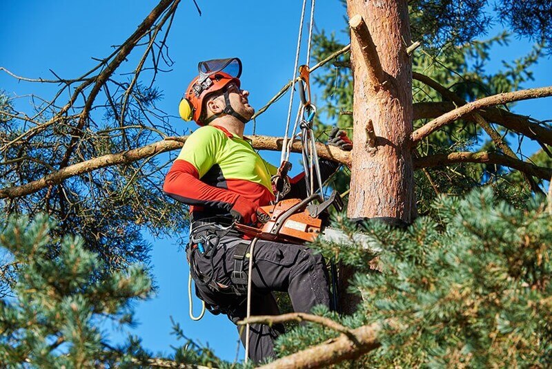 Tree removal and lopping services Sydney