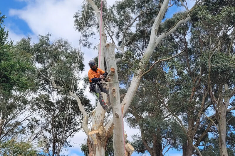 Arborist removing tree branch