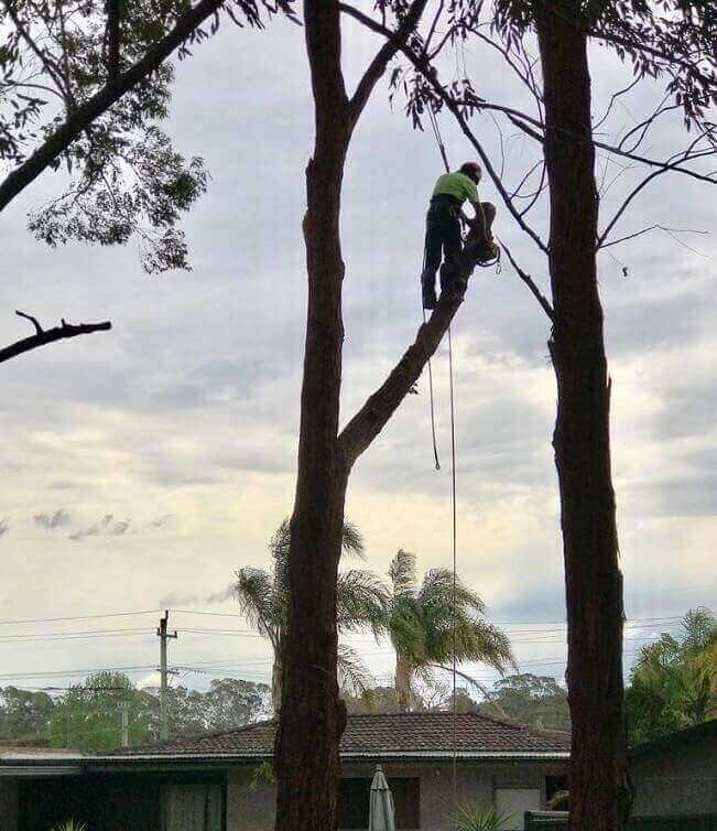 Expert tree services Sydney - Affordable Dan's team in action