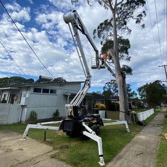 Professional tree removal Sydney
