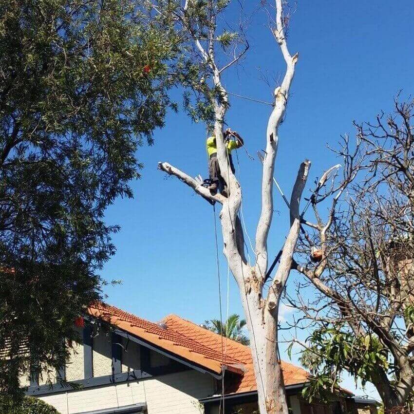 Professional tree services Sydney - Affordable Dan's expert team at work