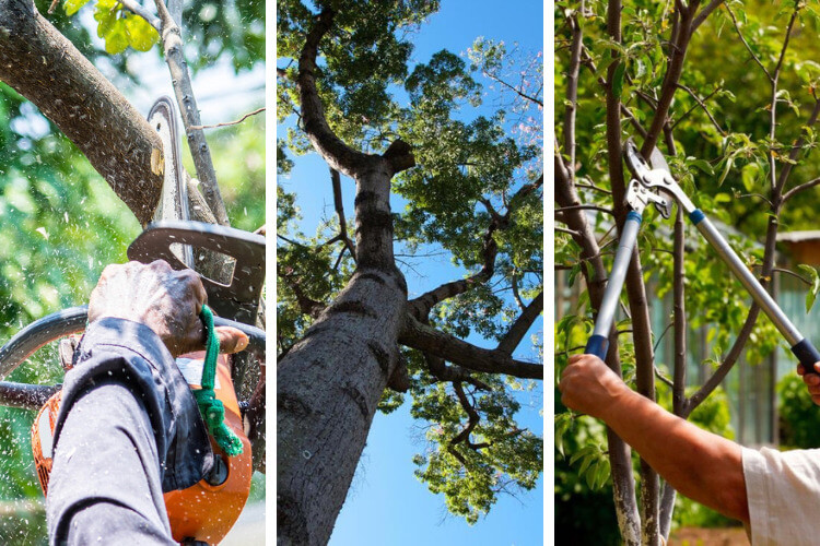 Best tree pruning services in Elizabeth Bay