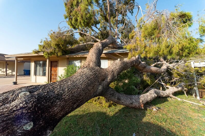 24/7 emergency tree services in East Hills