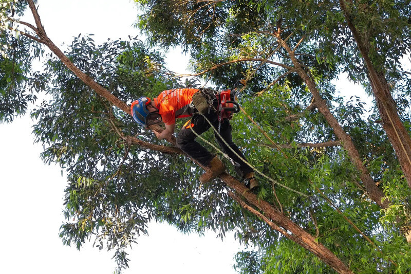 Top-rated tree removal in Pennant Hills