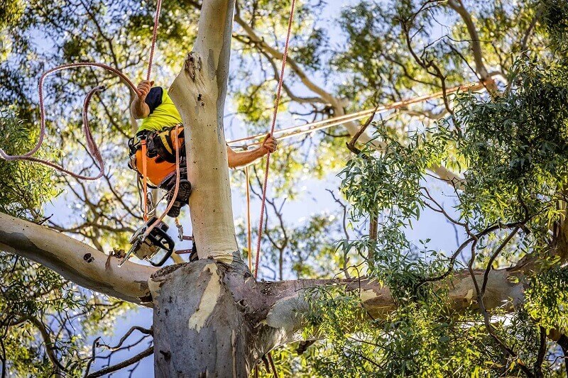 Comprehensive tree care in the Inner West